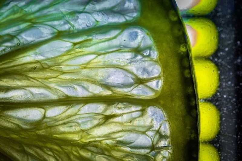 Foto Makro Mencengangkan