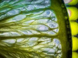 Bikin Mata Tercengang! Foto Makro Benda di Sekitar Kamu