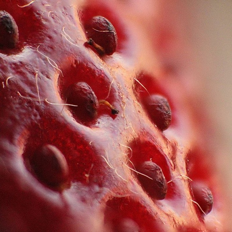 Foto Makro Mencengangkan