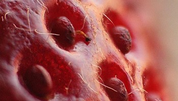 Stroberi. Foto: Brightside