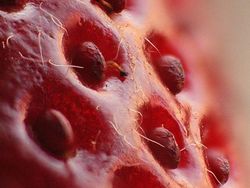 Bikin Mata Tercengang! Foto Makro Benda di Sekitar Kamu