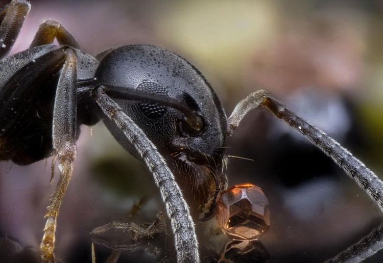 Foto Makro Mencengangkan