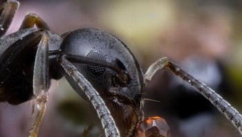 Semut. Foto: Brightside