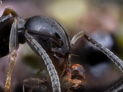 Bikin Mata Tercengang! Foto Makro Benda di Sekitar Kamu