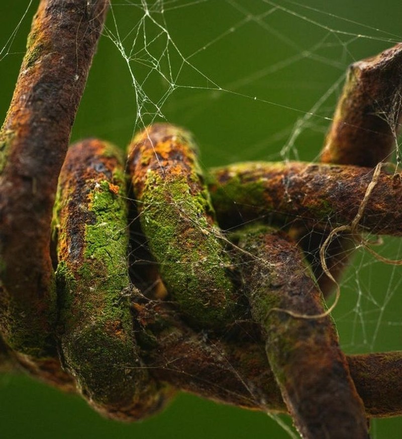 Foto Makro Mencengangkan