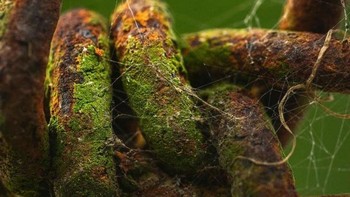 KAwat berduri. Foto: Brightside