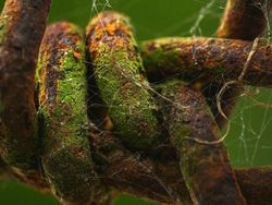 Bikin Mata Tercengang! Foto Makro Benda di Sekitar Kamu