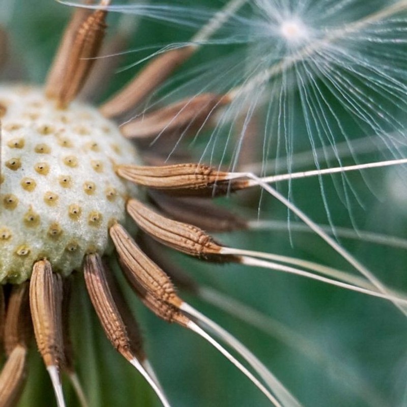 Foto Makro Mencengangkan