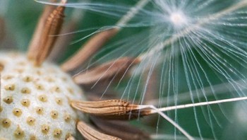 Dendalion. Foto: Brightside