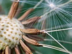 Bikin Mata Tercengang! Foto Makro Benda di Sekitar Kamu