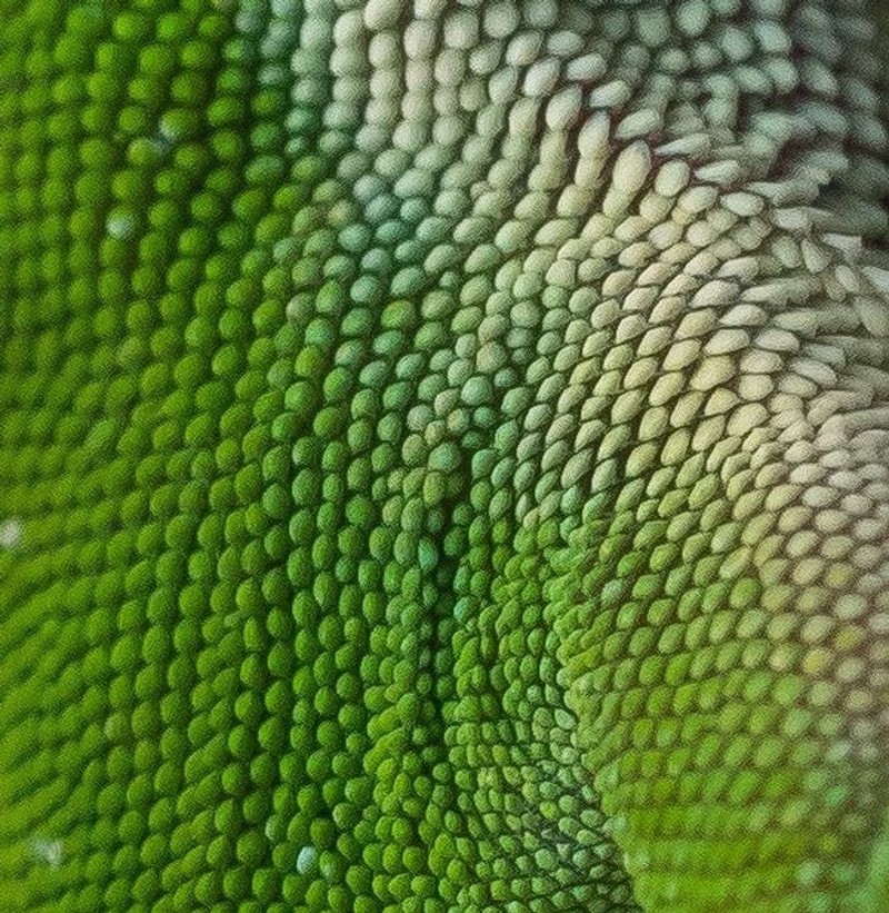 Foto Makro Mencengangkan