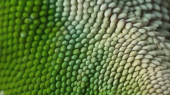 Kulit kadal. Foto: Brightside