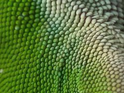 Bikin Mata Tercengang! Foto Makro Benda di Sekitar Kamu