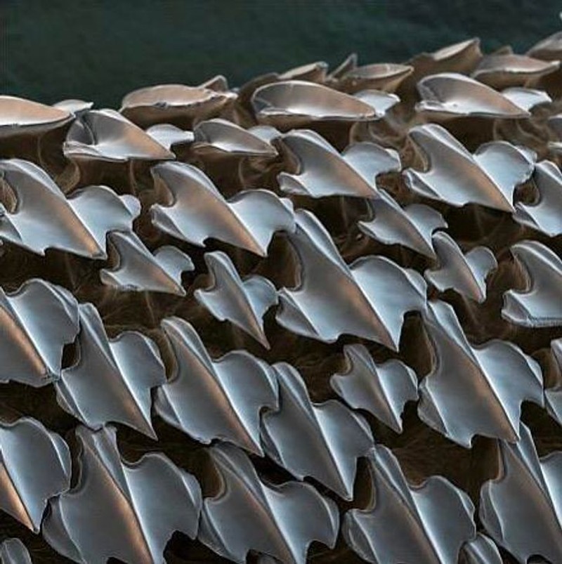 Foto Makro Mencengangkan