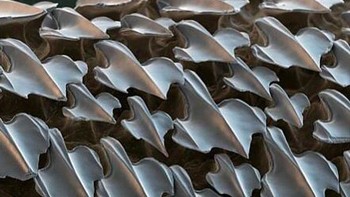 Kulit ikan hiu. Foto: Brightside