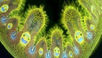 Rumput. Foto: Brightside