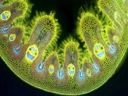 Bikin Mata Tercengang! Foto Makro Benda di Sekitar Kamu