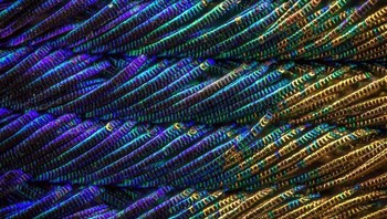 Bulu burung merak. Foto: Brightside