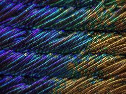 Bikin Mata Tercengang! Foto Makro Benda di Sekitar Kamu