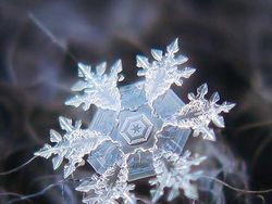 Bikin Mata Tercengang! Foto Makro Benda di Sekitar Kamu