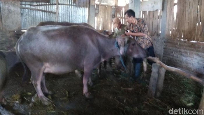 Pemeriksaan hewan ternak kerbau yang ada di Desa Pasuruan Lor Kecamatan Kaliwungu, Kudus, Senin (6/7/2020).