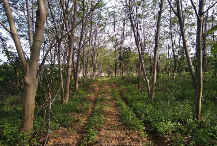 Pengembalian Fungsi Lahan Bekas Tambang Demi menjaga kelestarian lingkungan dan keberlangsungan habitat sekitar, area bekas tambang ini pun lahannya dikembalikan ke fungsinya.