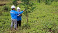 Karyawan PT Mifa Bersaudara melakukan perawatan dan pengukuran pertumbuhan tanaman di lahan bekas tambang perusahaan di Kabupaten Aceh Barat, Aceh, Senin (6/7). Foto: dok. ABM Investama