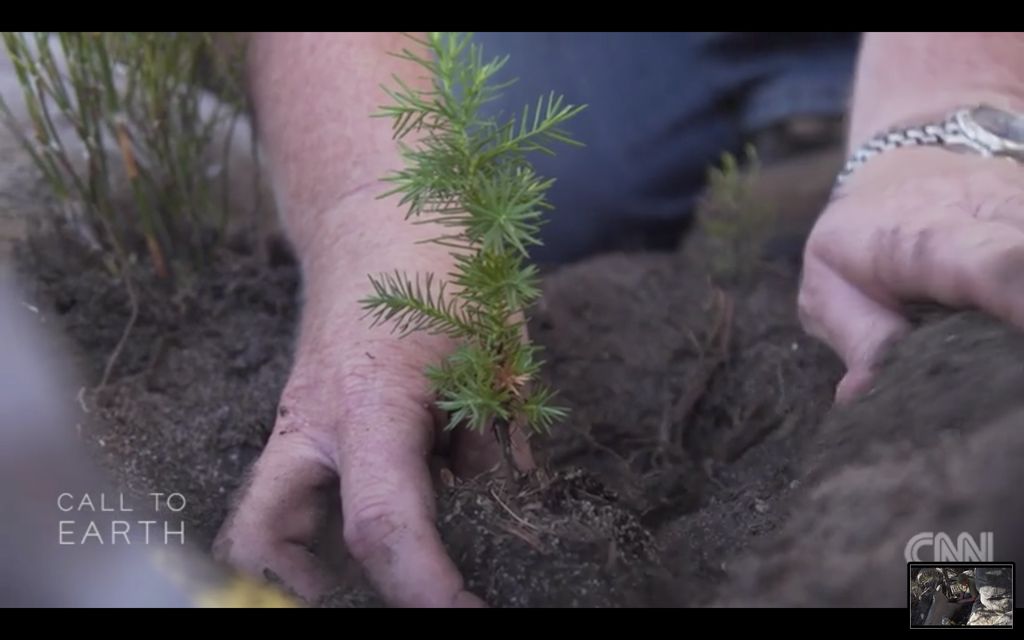 Pohon cedar di Afrika Selatan