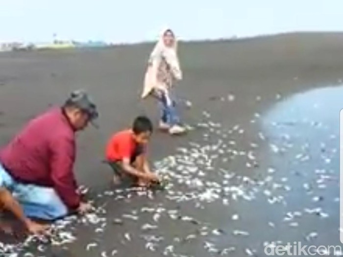 Ribuan ikan lemuru terdampar di pantai Jemb