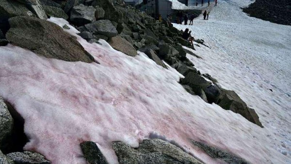 Sebuah fenomena tak biasa terjadi di Pegunungan Alpen. Pegunungan yang biasanya diselimuti salju putih itu kini berganti jadi warna pink (Miguel Medina/AFP)