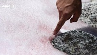 Perubahan warna salju itu pun disebut terjadi akibat algae pink yang bernama asli Ancylonema nordenskioeldii. Secara teknis memang tidak berbahaya, tapi bukan itu masalahnya (Miguel Medina/AFP)
