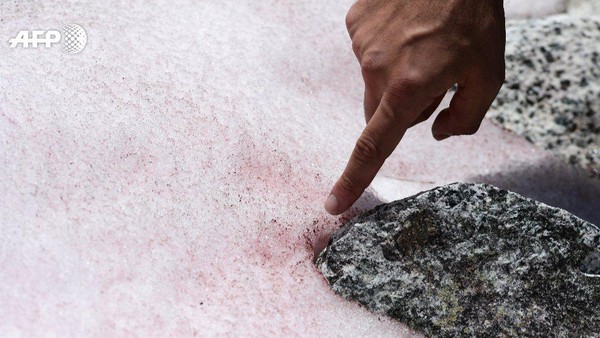 Perubahan warna salju itu pun disebut terjadi akibat algae pink yang bernama asli Ancylonema nordenskioeldii. Secara teknis memang tidak berbahaya, tapi bukan itu masalahnya (Miguel Medina/AFP) Perubahan warna salju itu pun disebut terjadi akibat algae pink yang bernama asli Ancylonema nordenskioeldii. Secara teknis memang tidak berbahaya, tapi bukan itu masalahnya (Miguel Medina/AFP)