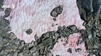 Hanya walau terlihat indah, fenomena salju berwarna pink atau merah muda itu disebut bukan kabar baik. Para ahli percaya, kalau salju yang berwarna lebih gelap malah akan menyerap panas lebih cepat. Artinya, salju di Pegunungan Alpen akan lebih cepat cair! (Miguel Medina/AFP)