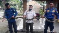 Kemunculan ular piton itu paling banyak dilaporkan warga Kecamatan Kunduran, Blora.