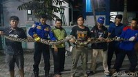 Sejak tiga bulanan ini sekitar 7 ekor ular piton yang berhasil ditangkap.