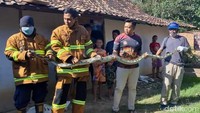 Ketujuh piton yang diamankan petugas rata-rata berukuran panjang lima meter. Piton ini mayoritas mundul di pekarangan warga.