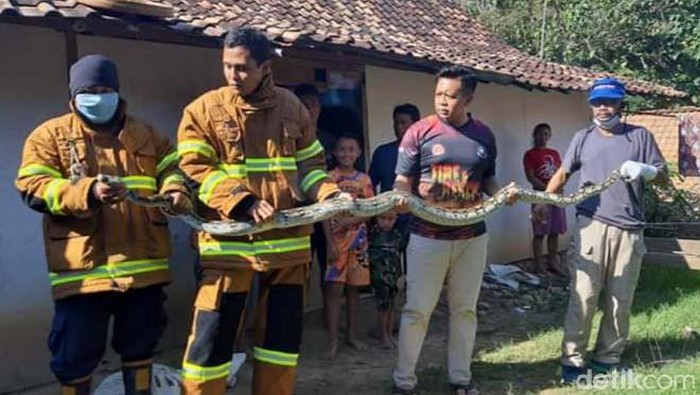 Kemunculan ular sanca kembang atau piton di permukiman bikin resah warga Blora, Jawa Tengah. Beberapa bulan terakhir sudah ada tujuh piton yang diamankan.