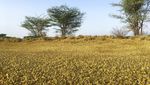 Wabah Belalang Merajalela di Afrika