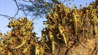 Dilansir dari AP Photo, selama berbulan-bulan, sebagian besar Afrika Timur terperangkap dalam siklus tanpa akhir ketika jutaan belalang berubah menjadi miliaran dan merusak lahan-lahan pertanian warga. Upaya mengatasi wabah Belalang di kawasan Afrika Timur pun kian sulit karena negara-negara di kawasan itu juga kini tengah berjibaku melawan penyebaran virus Corona.