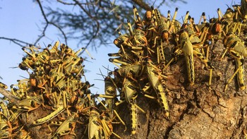 Tahun Belalang / Year of the Locust (1874): Jika Anda pernah bertanya-tanya seperti apa wabah belalang yang sebenarnya, lihatlah tahun 1874, ketika entah karena alasan apa belalang Rocky Mountain meninggalkan pegunungan dan memporak-porandakan Great Plains (Dataran Besar AS). Diperkirakan ada sekitar 12 triliun belalang dalam kawanan tersebut. Berbagai negara bagian memberikan hadiah bagi siapa saja yang membunuh belalang atau mewajibkan setiap orang untuk membunuh sebanyak mungkin belalang. Pada abad kedua puluh, belalang Rocky Mountain punah, dalam salah satu peristiwa paling aneh dalam sejarah AS. Foto: AP Photo/Boris Polo