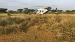 Wabah Belalang Merajalela di Afrika