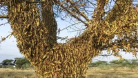 Kenya masih terus berjibaku mengatasi serbuan hama belalang yang melanda sejumlah kawasan di negara tersebut. Invasi jutaan belalang di kawasan Kenya itu diketahui menjadi yang terburuk dalam 70 tahun terakhir.