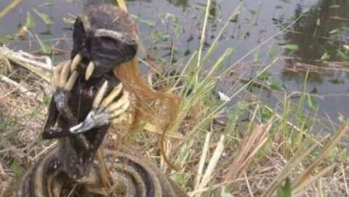 Warga temukan dua jenglot di Sragen, Juli 2020.