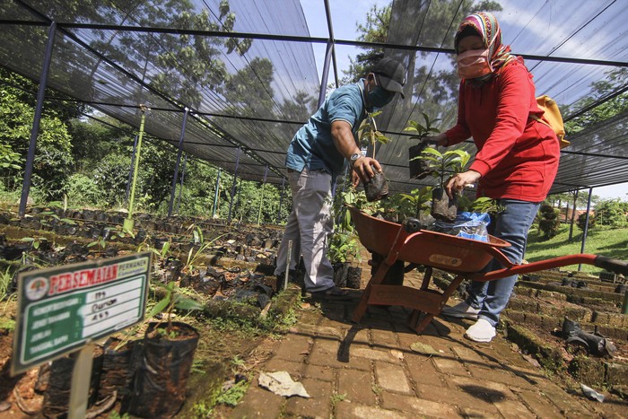 Asyik Mau Bibit Pohon Ini Gratis Lho