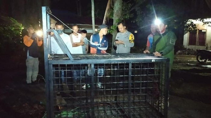 BKSDA Riau menyiapkan perangkap untuk mengevakuasi beruang madu yang masuk permukiman warga (Foto: Istimewa)