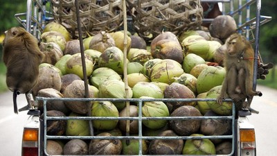 Diduga Eksploitasi Monyet, Kelapa Thailand Diboikot di Inggris