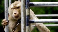 Sementara itu, PETA mengatakan berdasarkan hasil investigasi mereka, ditemukan ada 8 perkebunan di Thailand yang memanfaatkan sejumlah monyet untuk mengumpulkan sedikitnya 1.000 kelapa dalam satu hari. Monyet-monyet itu pun diperlakukan dengan kejam. Mengacu pada AP News, Senior Vice President PETA Jason Baker pun menolak pernyataan Menteri Perdagangan Thailand yang menyangkal terjadinya eksploitasi terhadap monyet-monyet di perkebunan tersebut.