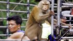 Diduga Eksploitasi Monyet, Kelapa Thailand Diboikot di Inggris