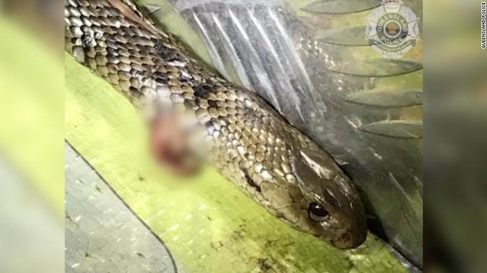 eastern brown snake atau ular cokelat timur