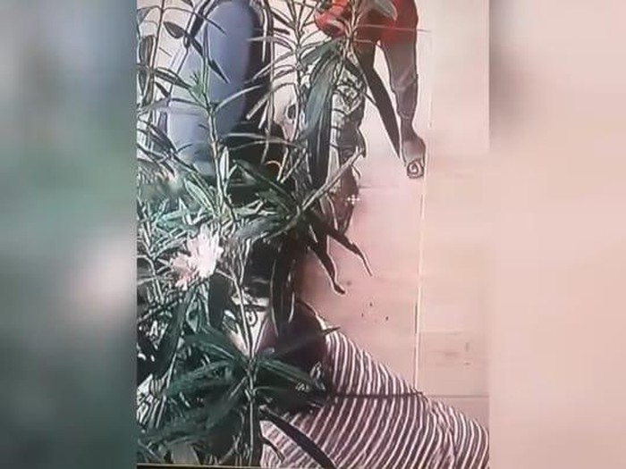 Emak-emak mencuri pohon bunga di Yogyakarta